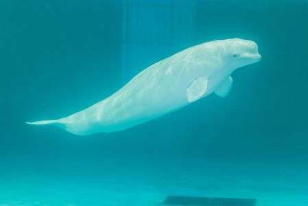 ベルーガ