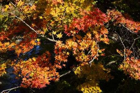 VanVan - 紅葉真っ只中を駆ける