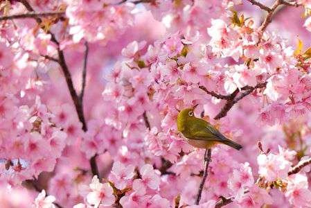 春爛漫　#メジロ#　#カレンダー2024