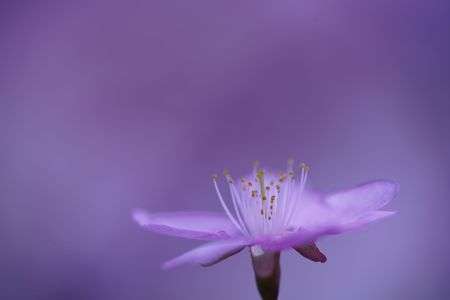 上を向いて咲こう！