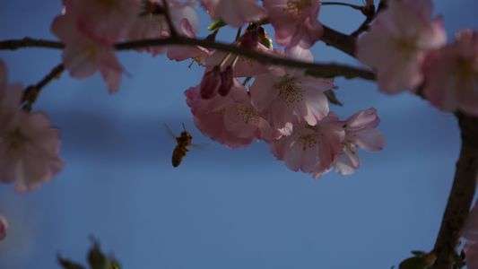 ひだまりで咲き誇った桜に舞うハチ #フラワー2025#