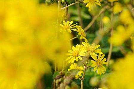 後ボケ、前ボケ