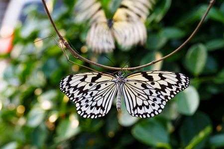 2023オオゴマダラ-14