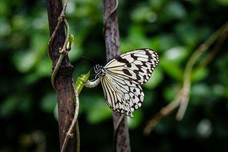 2023オオゴマダラ-15