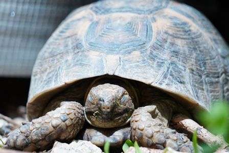 我が家ギリシャリクガメ