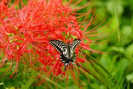 彼岸花と……。