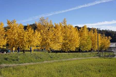 黄金のイチョウ