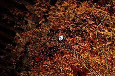 上弦の月と紅葉