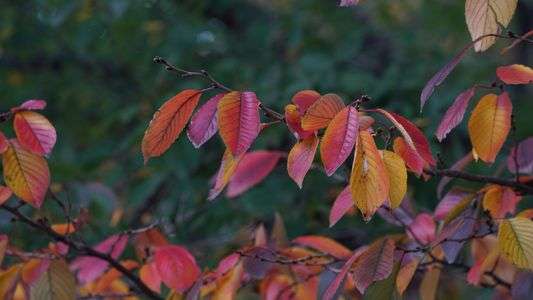 アントシアニン