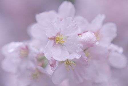 雨に咲くさくら