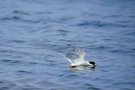 着水。水しぶきの上がる0.XX秒前