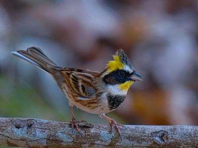 ミヤマホオジロ