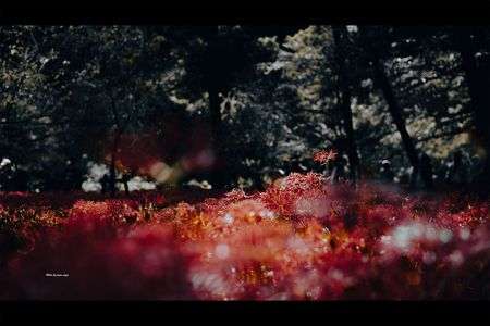 曼珠沙華の背比べ