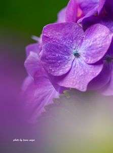 【一家団欒】紫陽花