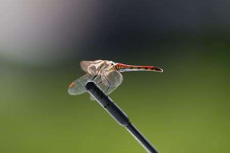 赤とんぼそこで休憩してるならもう少し休むか