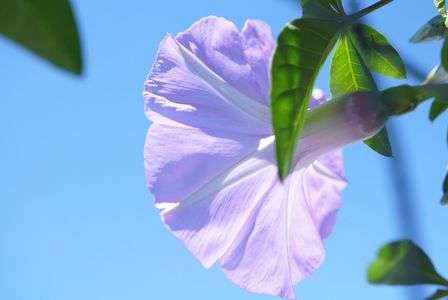 梅雨入り前の朝顔