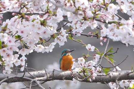 特等席でお花見