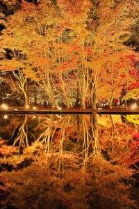 煌めく逆さ紅葉