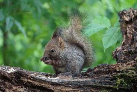 エゾリスちゃん