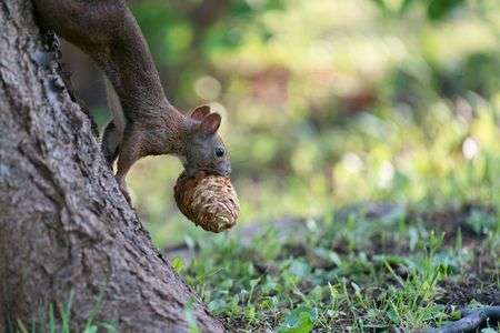 秋の松ぼっくりフェス開幕!!
