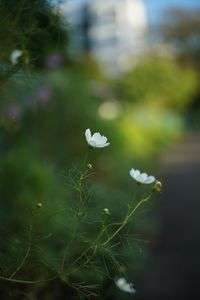 夕方のコスモス