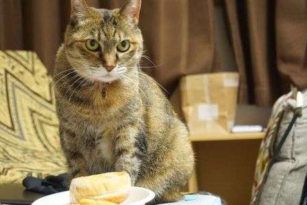 どろぼうにゃんこ