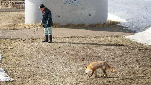 おっちゃんのゴルフに付き合うキツネ