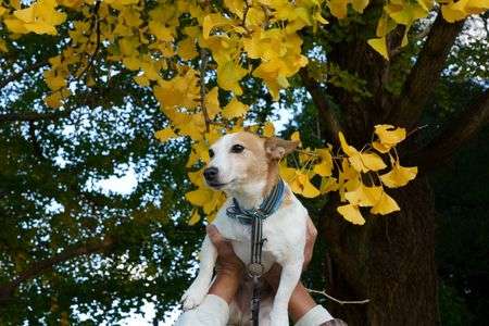 銀杏の有名な公園で