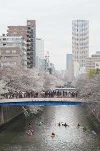 みんな大好き、さくら