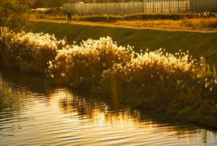 黄金色の帰り道