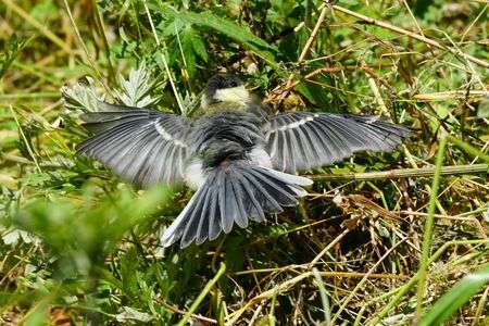 「うまく演じれたかな？」シジュウカラ　擬傷行動　02