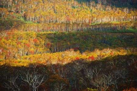 ニセコパノラマラインの紅葉