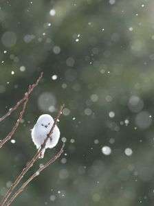 雪の妖精シマエナガ