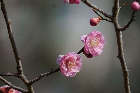 梅が、満開です。