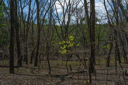 新緑のある山道