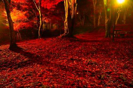 笠置山もみじ公園