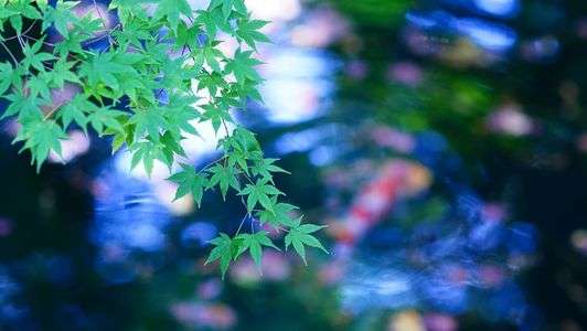 青紅葉と池の鯉