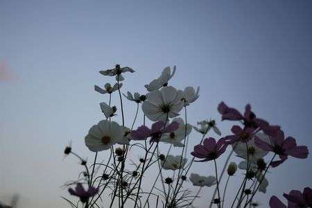 コスモス　夕景