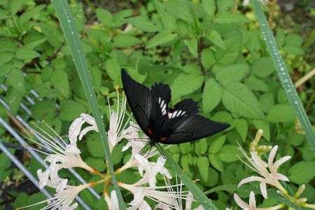 彼岸花に飛び交う黒調