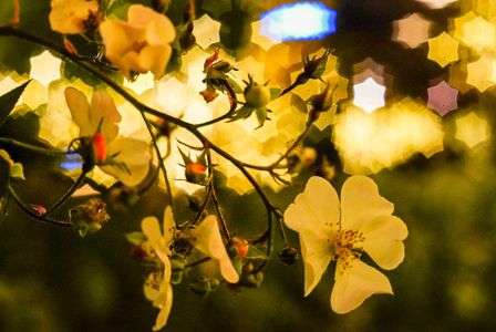 Illuminations×Industar