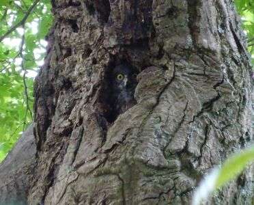 #アオバズク#雛の顔出し