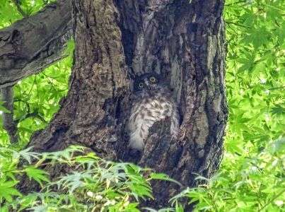 #アオバズク#雛