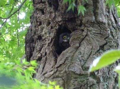 #アオバズク#雛顔出し