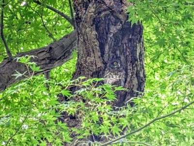 #アオバズク#雛