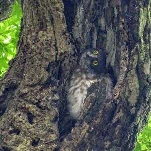 #アオバズク#雛