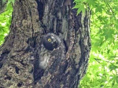 #アオバズク#雛