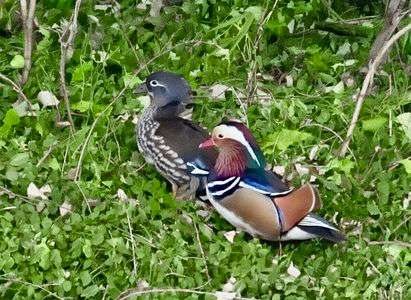 オシドリの夫婦