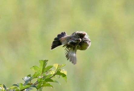 ノビタキの若鳥