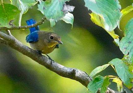 オオルリの渡り