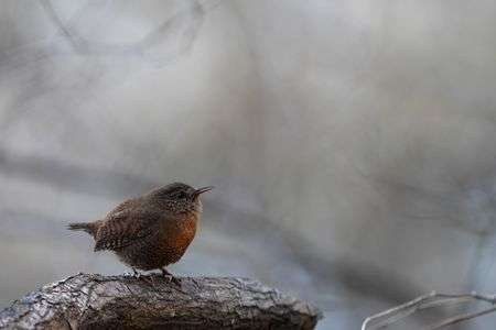 ミソサザイ濃霧